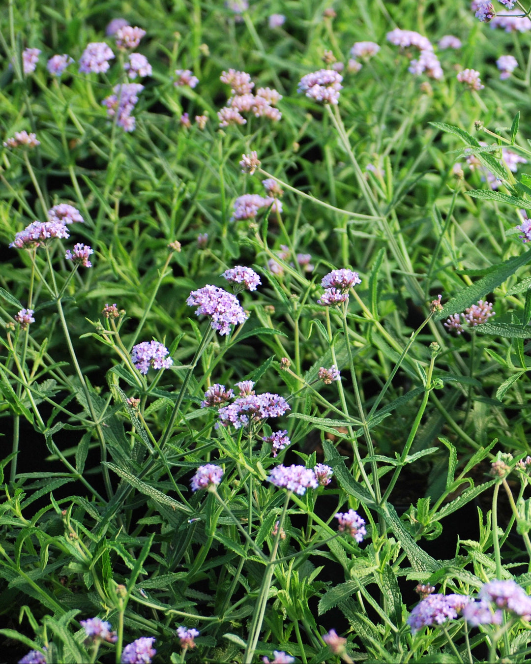 Verbena b. 'Lollipop' (Butterfly Verbena)