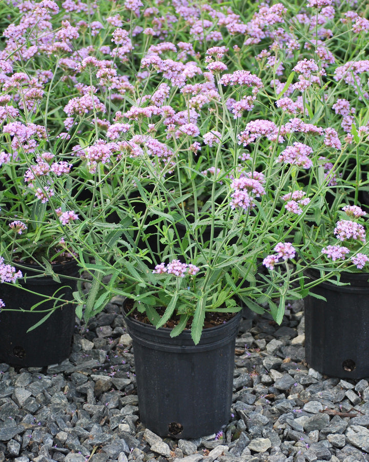 Verbena b. 'Lollipop' (Butterfly Verbena)