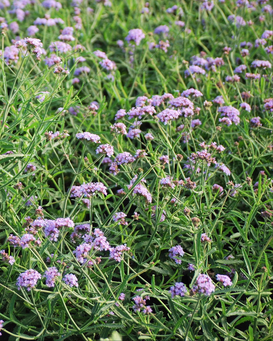 Verbena b. 'Lollipop' (Butterfly Verbena)