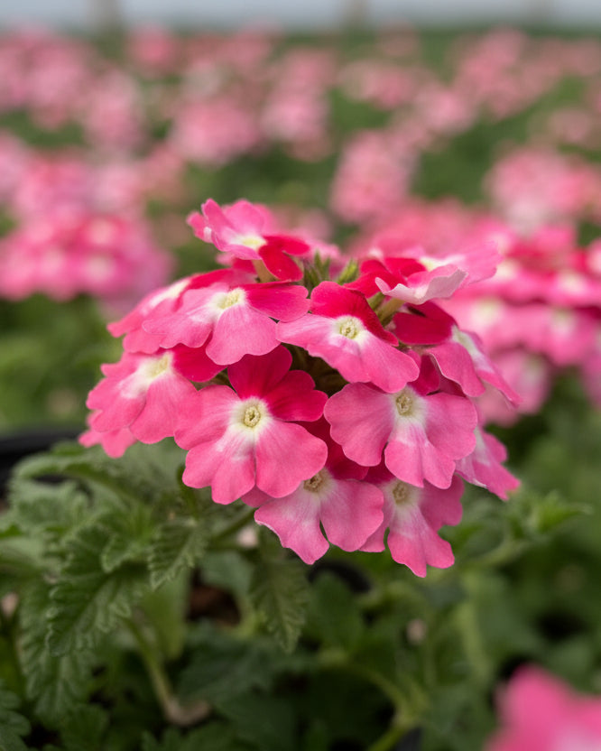 フラワー・ガーデニング FTR 3500 Verbena EnduraScape™ Pink Fizz (Vervain) – Perennial Farm Marketplace