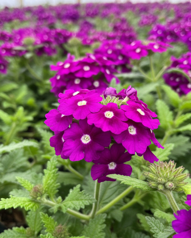 Verbena EnduraScape™ Purple (Vervain)