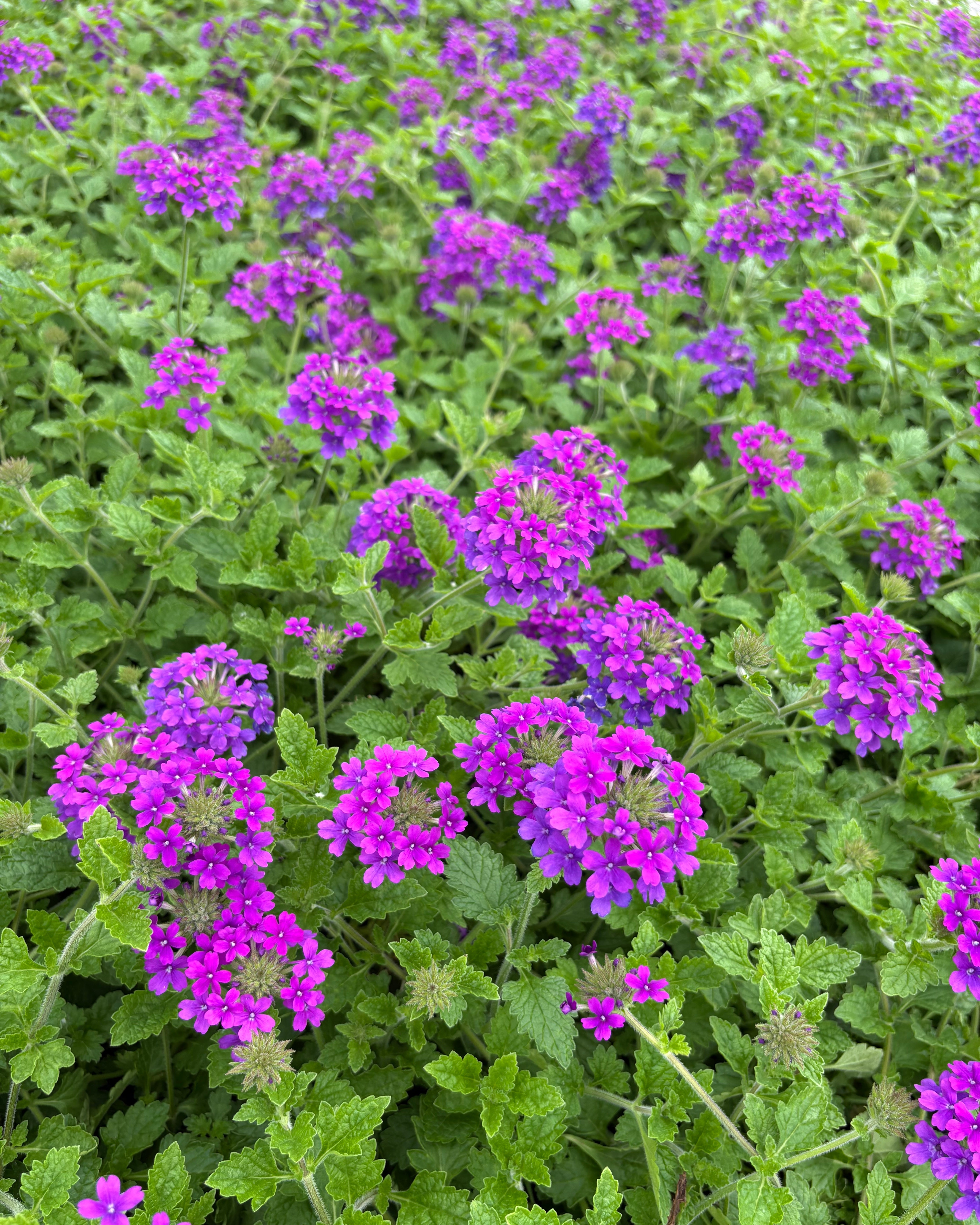 Verbena x 'Homestead Purple' (Vervain) – Perennial Farm Marketplace