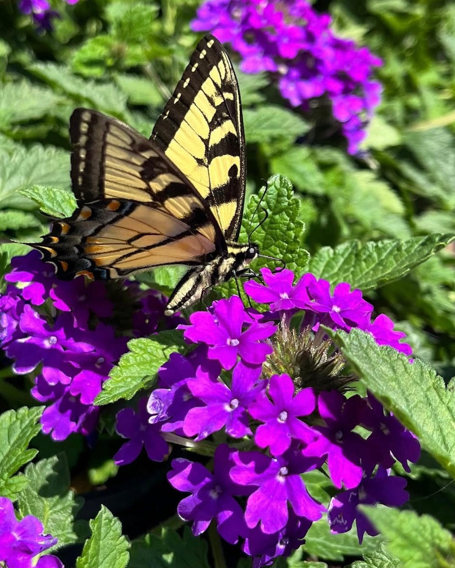 Verbena x 'Homestead Purple' (Vervain) – Perennial Farm Marketplace