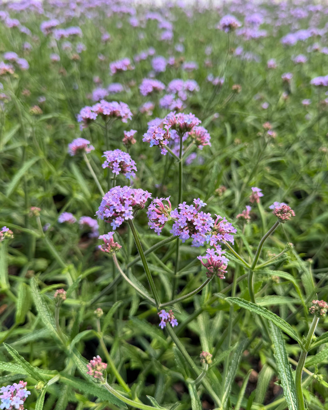 Verbena b. 'Lollipop' (Butterfly Verbena)