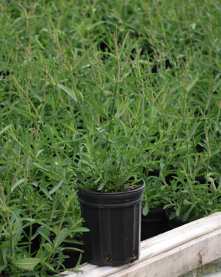 Verbena bonariensis (Tall Verbena)