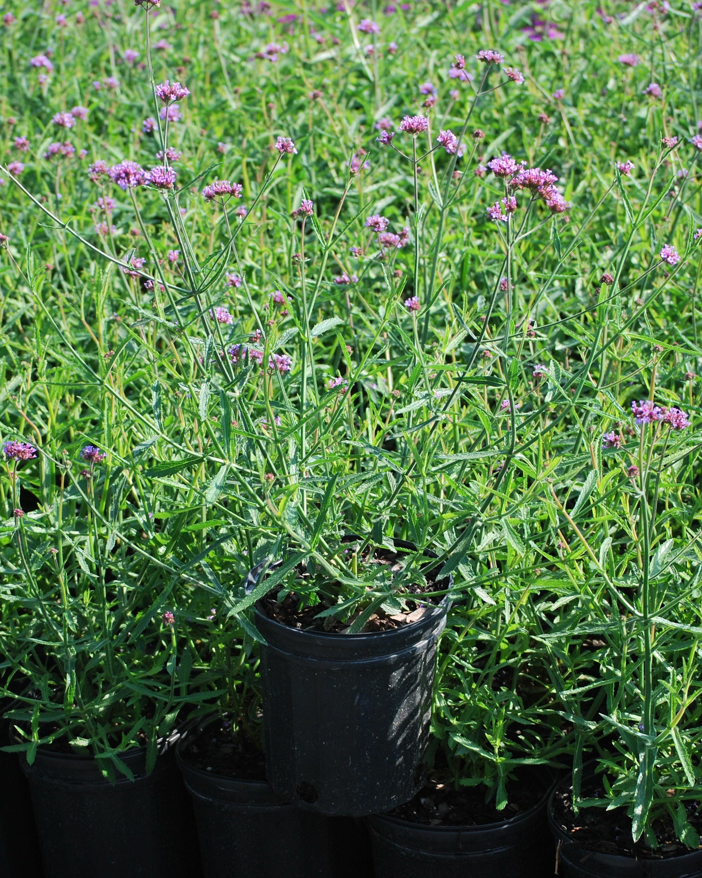 verbena pot plant Verbena bonariensis (Tall Verbena) – Perennial Farm Marketplace