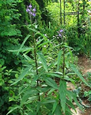 Verbena hastata (Blue Vervain)
