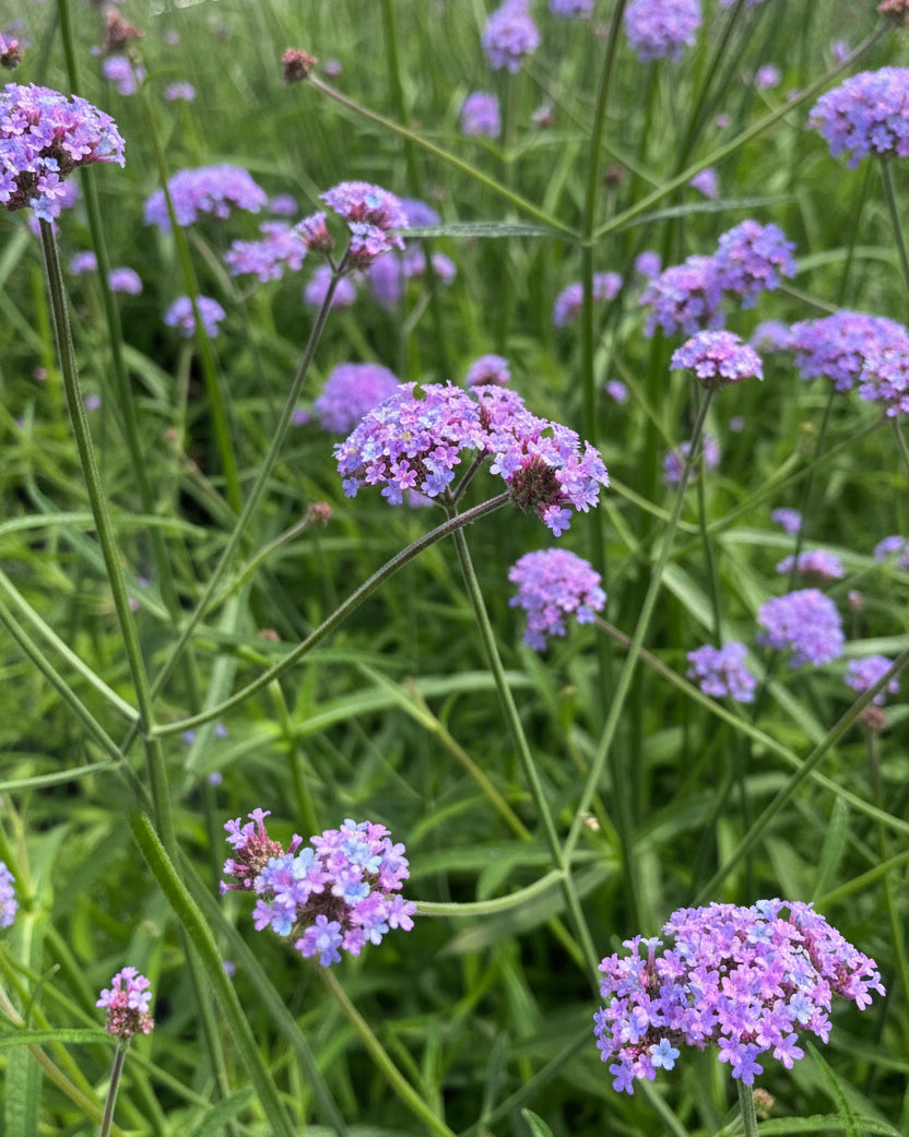 Verbena bonariensis (Tall Verbena)