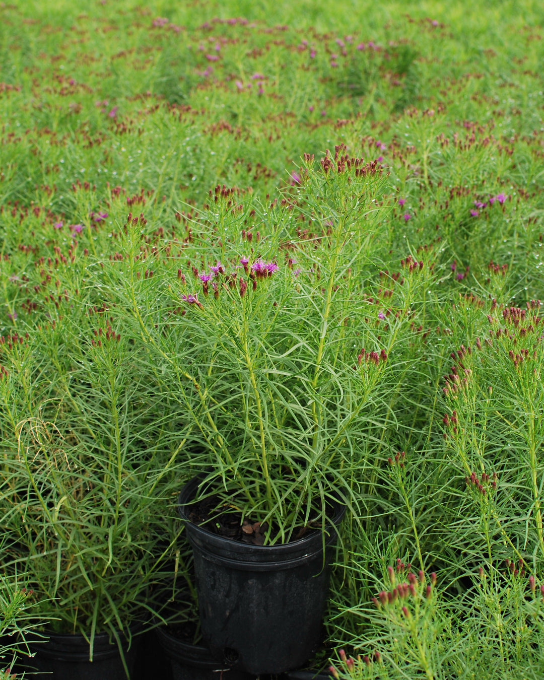 Vernonia lettermannii 'Iron Butterfly' (Threadleaf Ironweed)