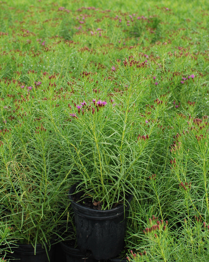 Vernonia lettermannii 'Iron Butterfly' (Threadleaf Ironweed)