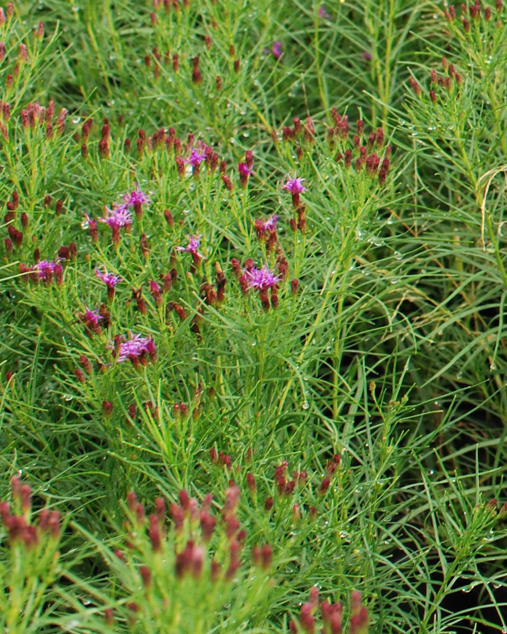 Vernonia lettermannii 'Iron Butterfly' (Threadleaf Ironweed)
