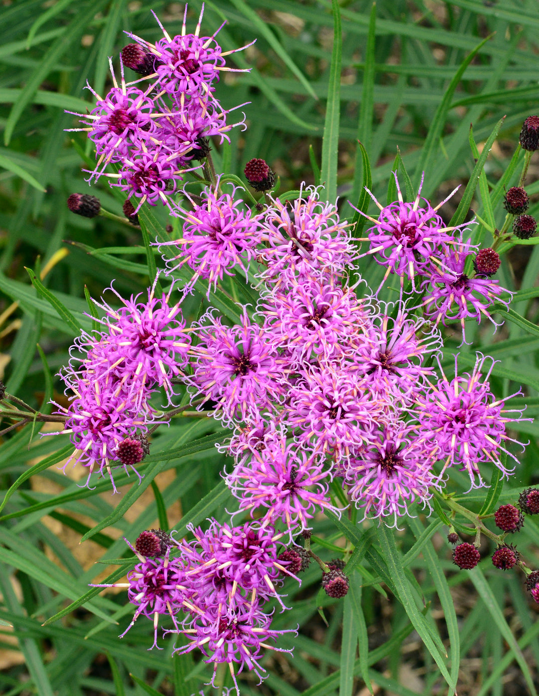 Vernonia angustifolia ‘Plum Peachy’ (Narrow-leaf Ironweed)