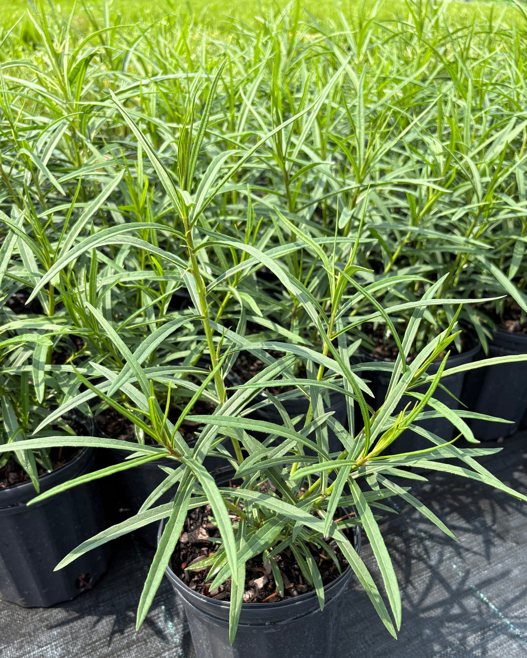 Vernonia angustifolia ‘Plum Peachy’ (Narrow-leaf Ironweed)