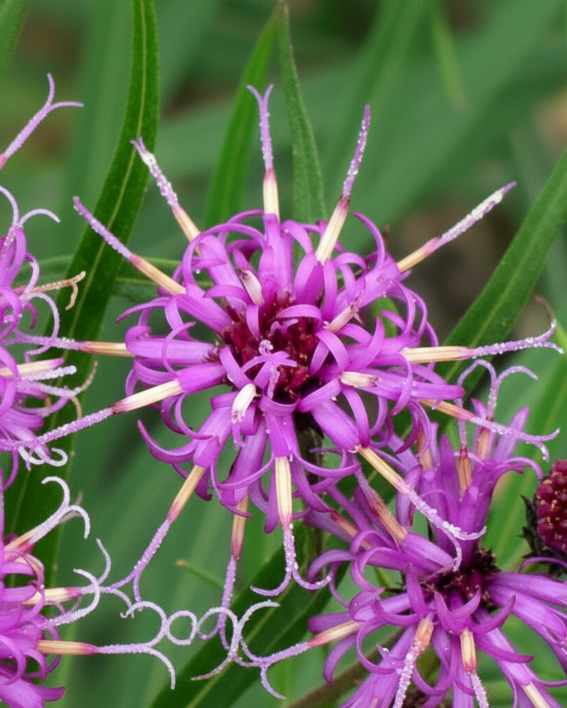 Vernonia angustifolia ‘Plum Peachy’ (Narrow-leaf Ironweed)
