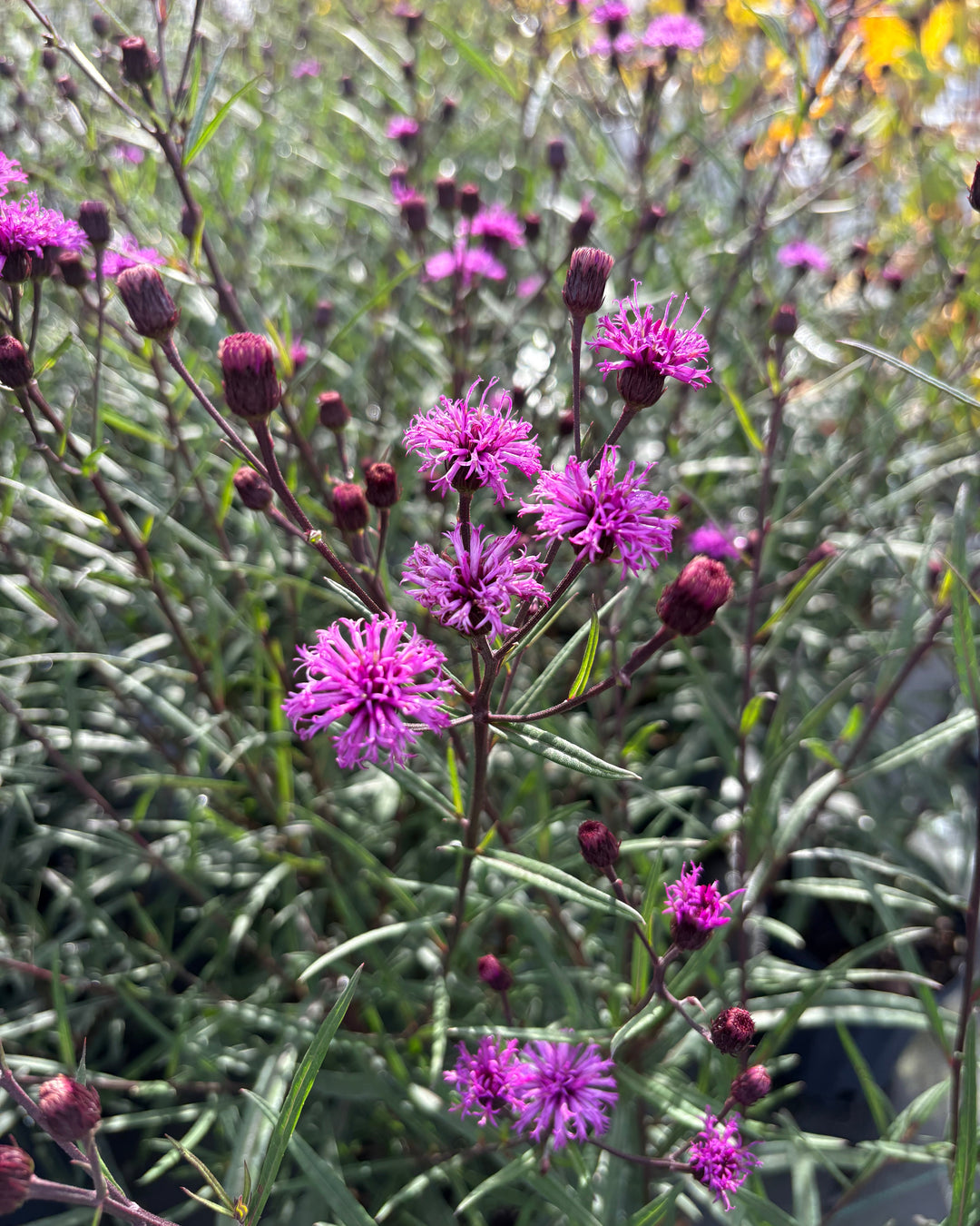 Vernonia angustifolia ‘Plum Peachy’ (Narrow-leaf Ironweed)