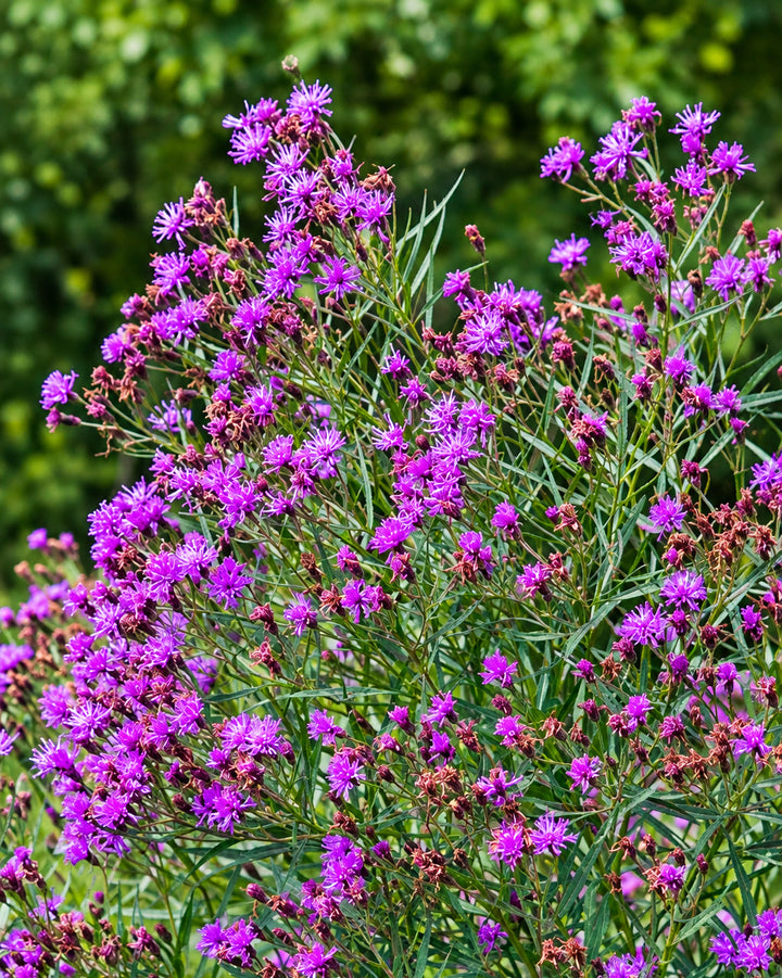 Vernonia x ‘Summer’s Swan Song’ (Ironweed)