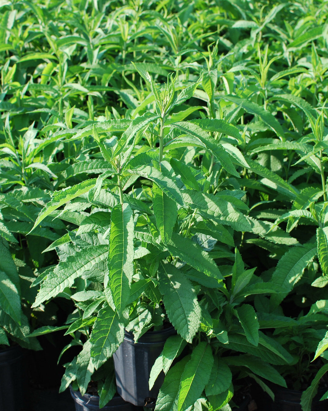 Vernonia noveboracensis (New York Ironweed)