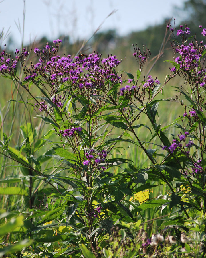 Vernonia noveboracensis (New York Ironweed)