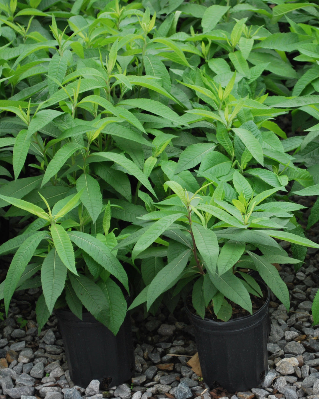 Vernonia noveboracensis (New York Ironweed)