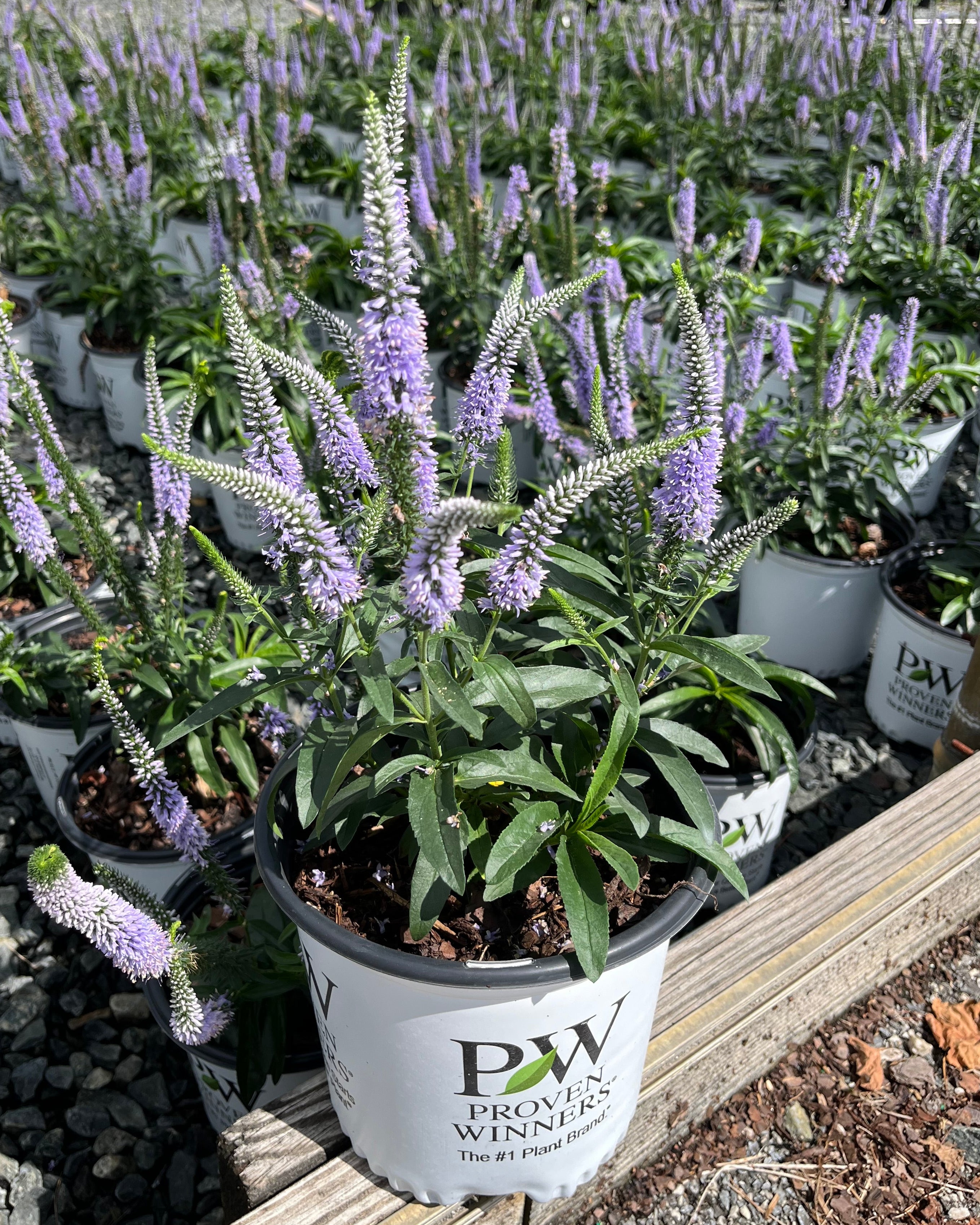 Veronica Magic Show® 'Ever After' (Spiked Speedwell) – Perennial