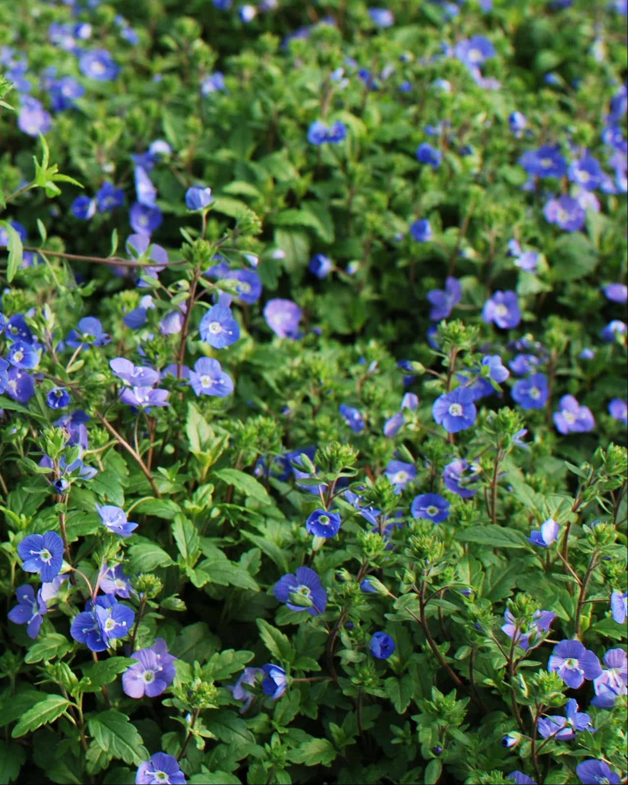 Veronica umbrosa 'Georgia Blue' (Speedwell) – Perennial Farm