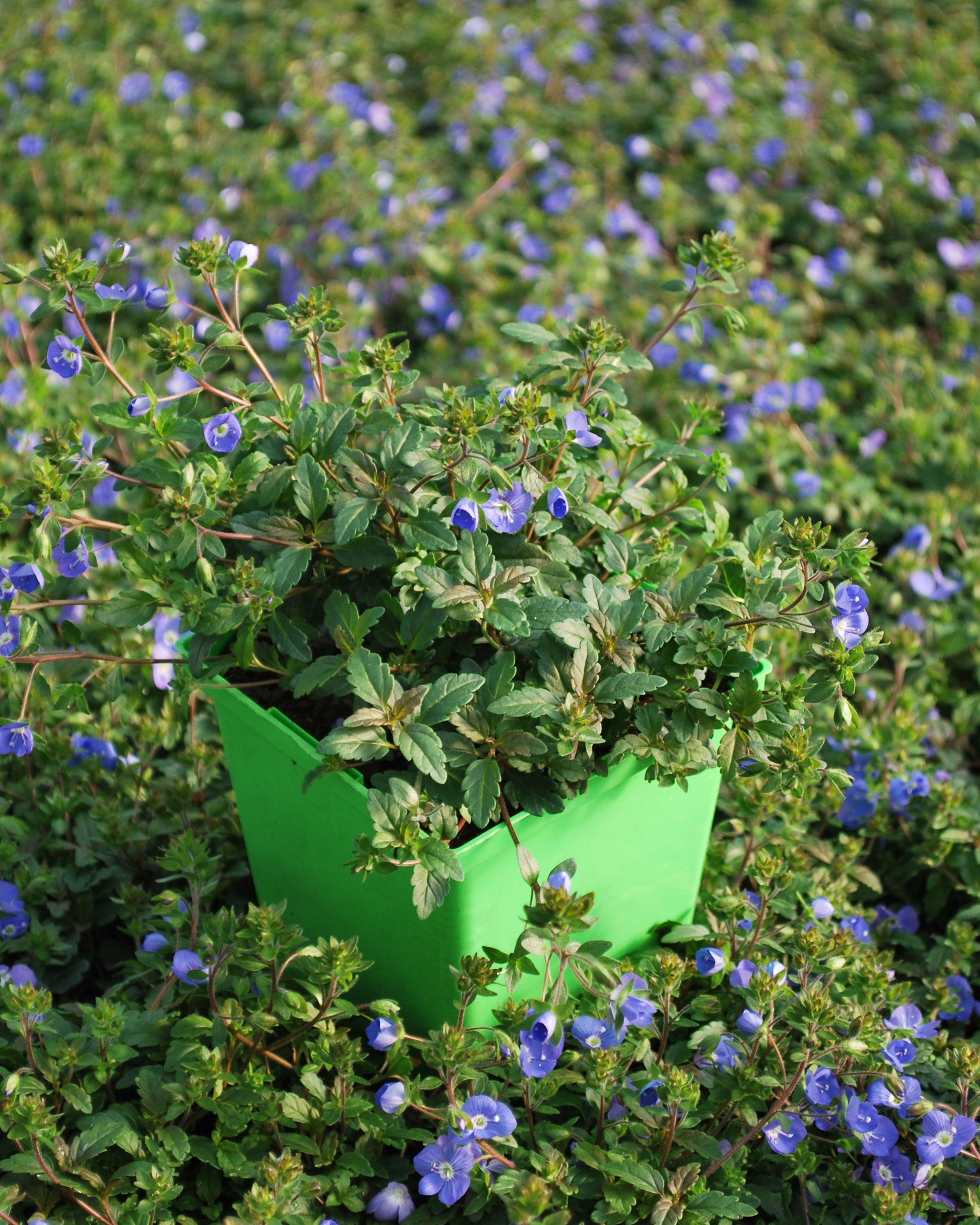 Veronica umbrosa 'Georgia Blue' (Speedwell) – Perennial Farm