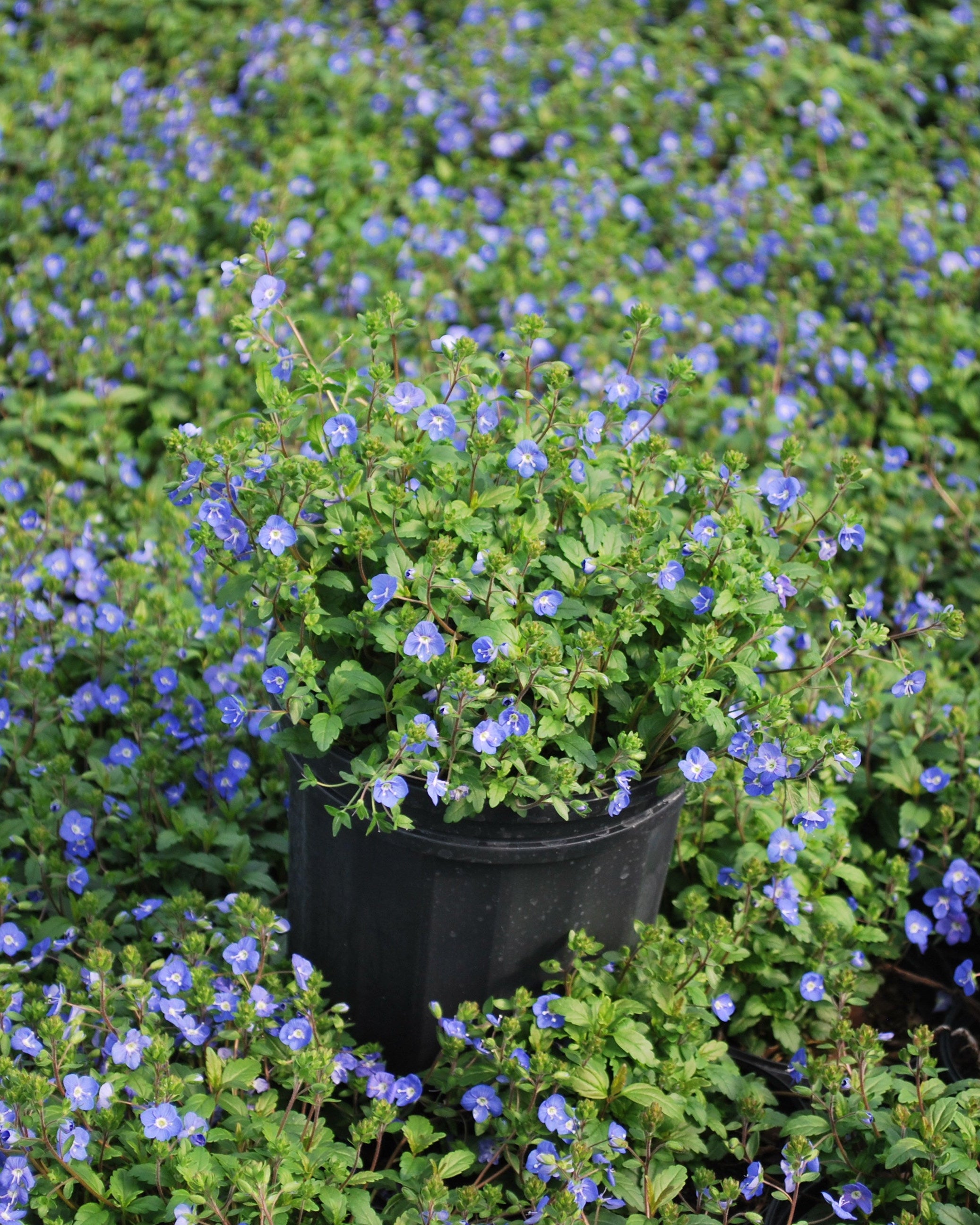 Veronica umbrosa 'Georgia Blue' (Speedwell) – Perennial Farm