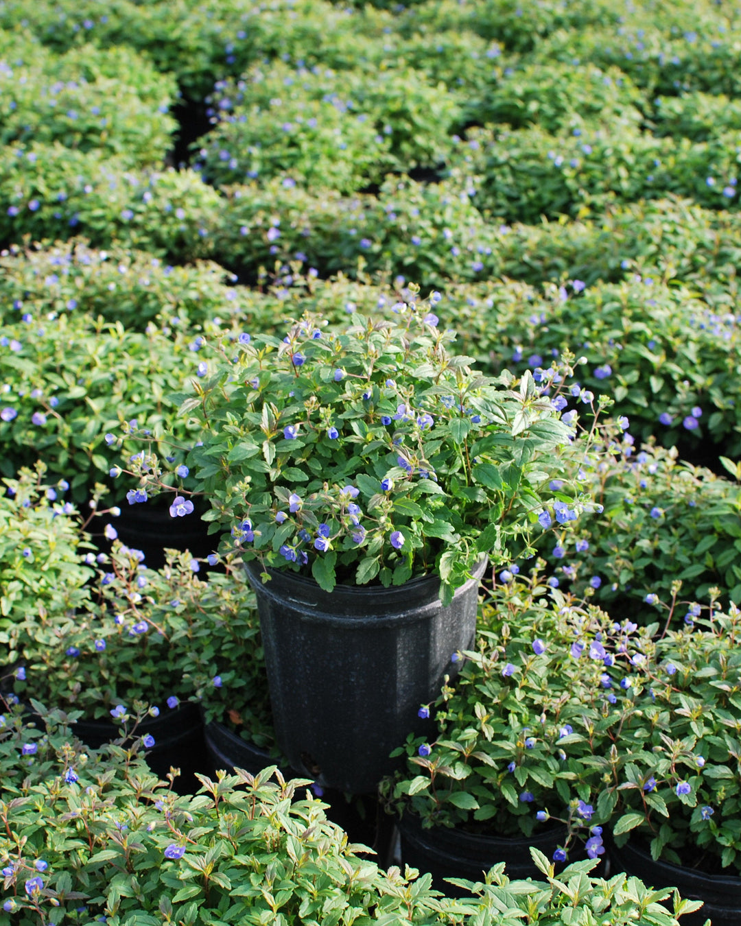 Veronica umbrosa 'Georgia Blue' (Speedwell)