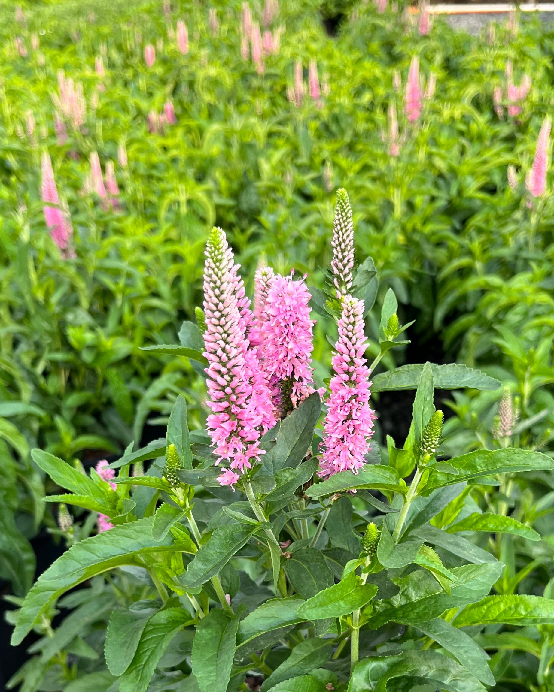 Veronica longifolia Skyward™ Pink (Long-leafed Speedwell
