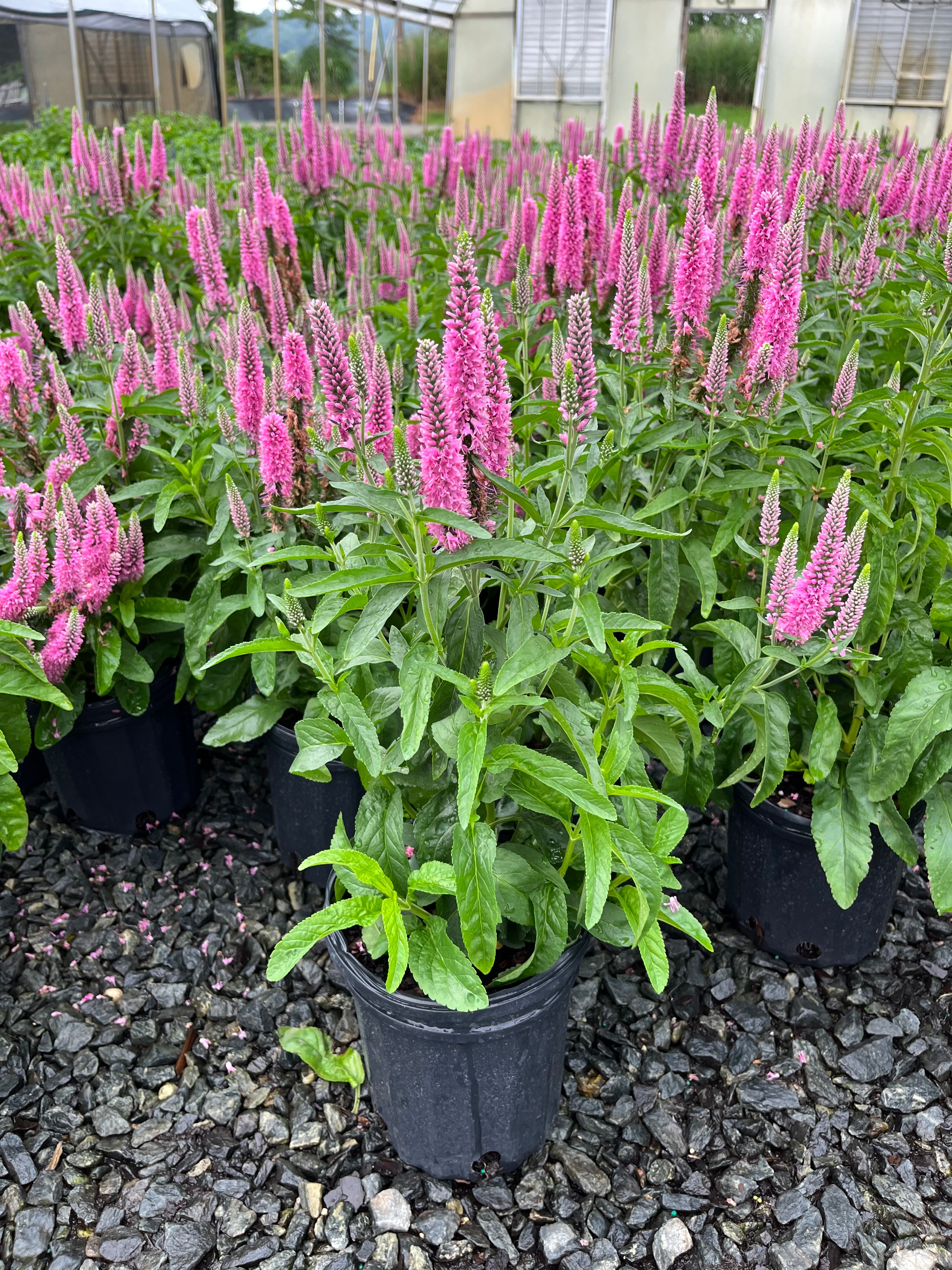Veronica longifolia Skyward™ Pink (Long-leafed Speedwell