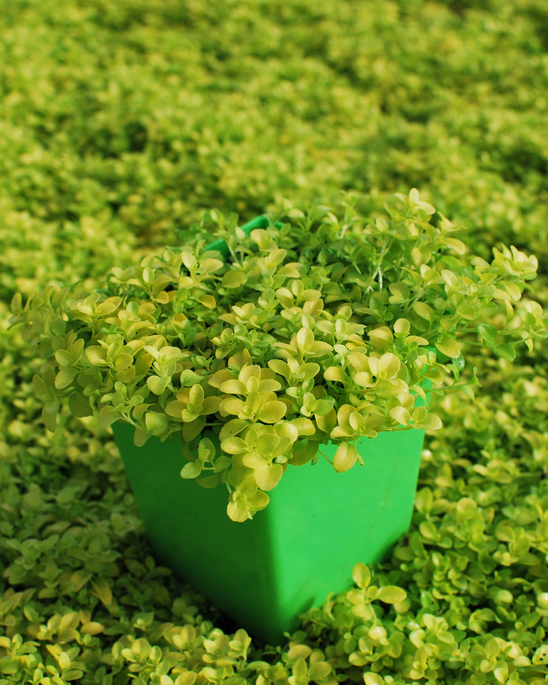 Veronica repens 'Sunshine' (Golden Creeping Speedwell)