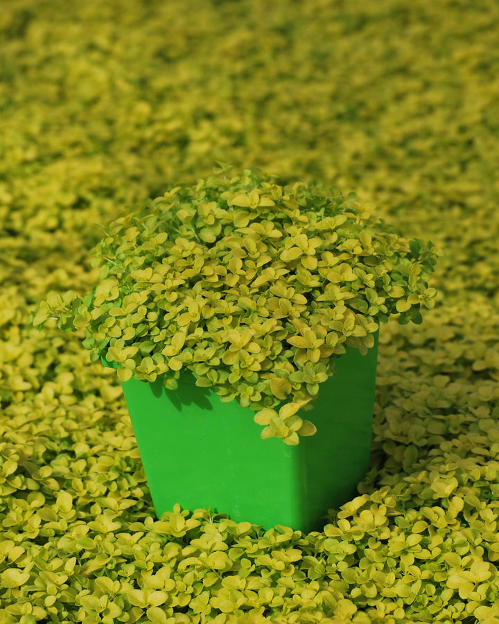 Veronica repens 'Sunshine' (Golden Creeping Speedwell)