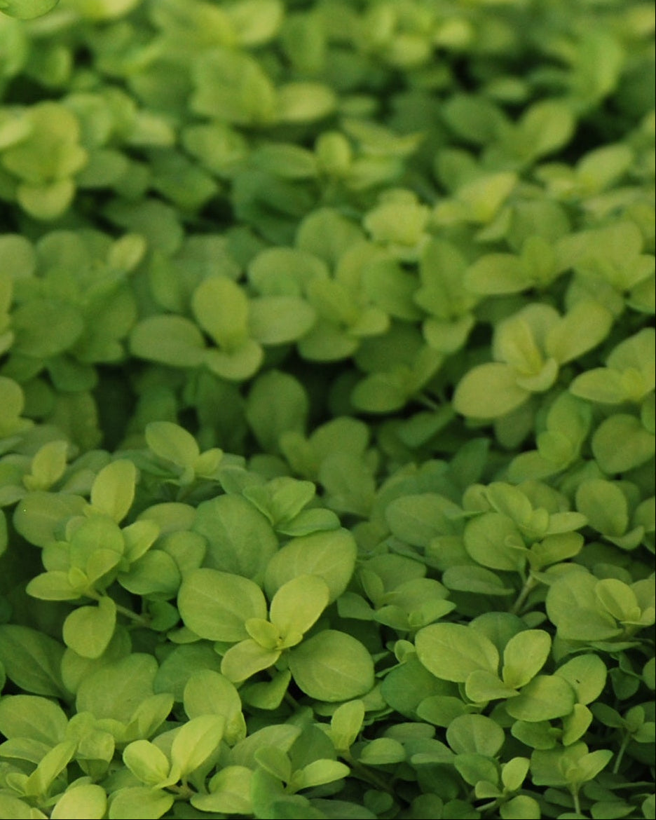 Veronica repens 'Sunshine' (Golden Creeping Speedwell)