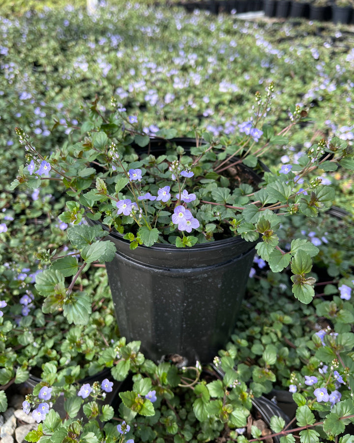 Veronica 'Waterperry Blue' (Creeping Speedwell)