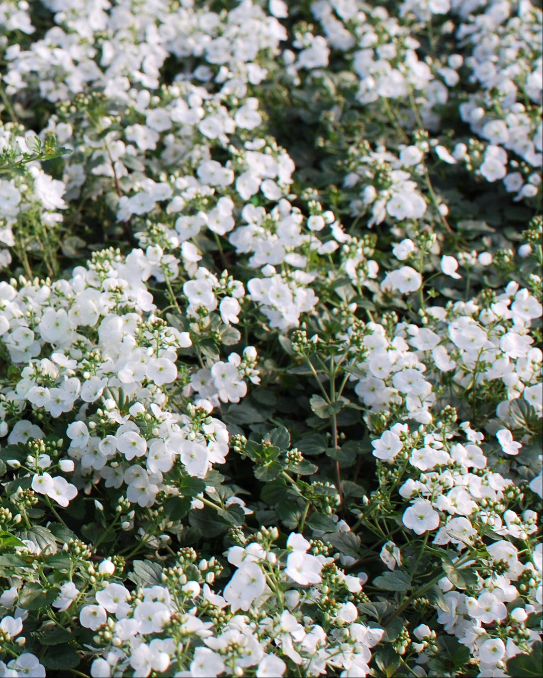 Veronica x 'Whitewater' (Speedwell)