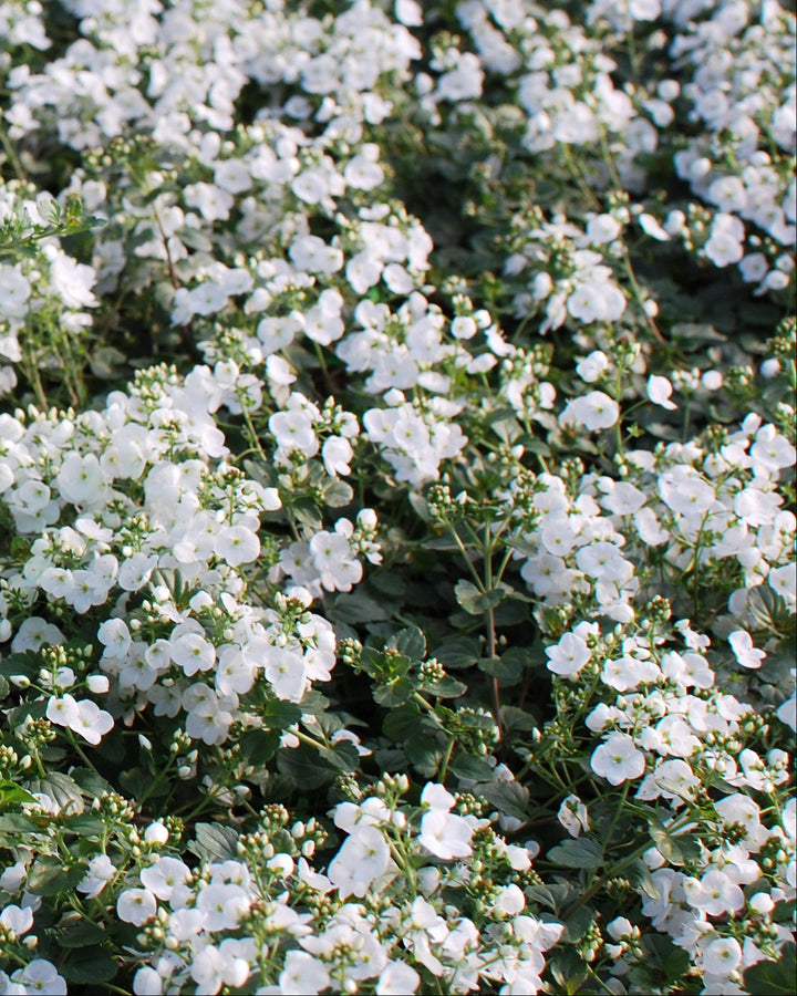 Veronica x 'Whitewater' (Speedwell)