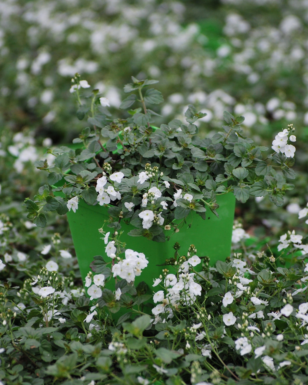 Veronica x 'Whitewater' (Speedwell)
