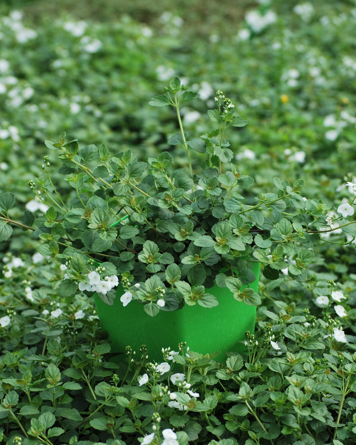 Veronica x 'Whitewater' (Speedwell)