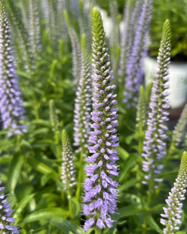 Veronica Magic Show® 'Ever After' (Spiked Speedwell)