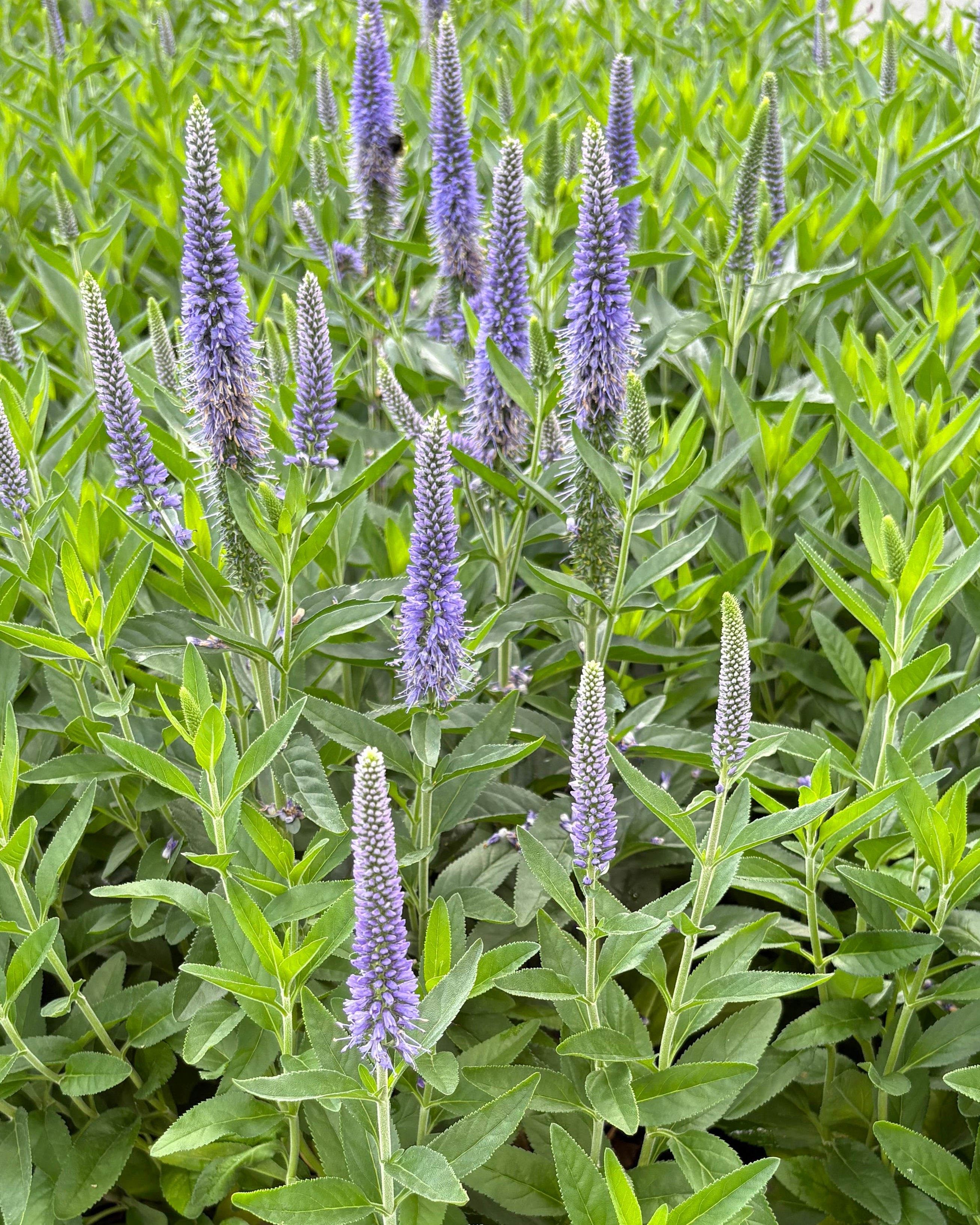 Veronica longifolia Skyward™ Blue (Long-leafed Speedwell