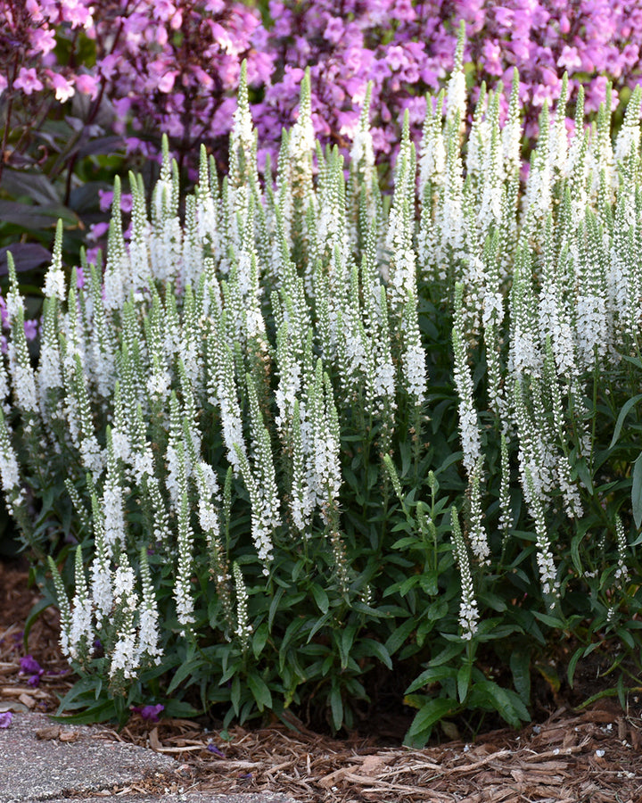 Veronica Magic Show® 'White Wands' (Spike Speedwell)