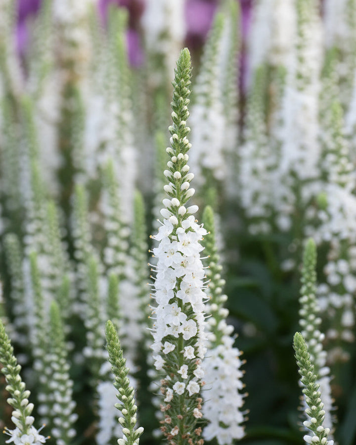 Veronica Magic Show® 'White Wands' (Spike Speedwell)