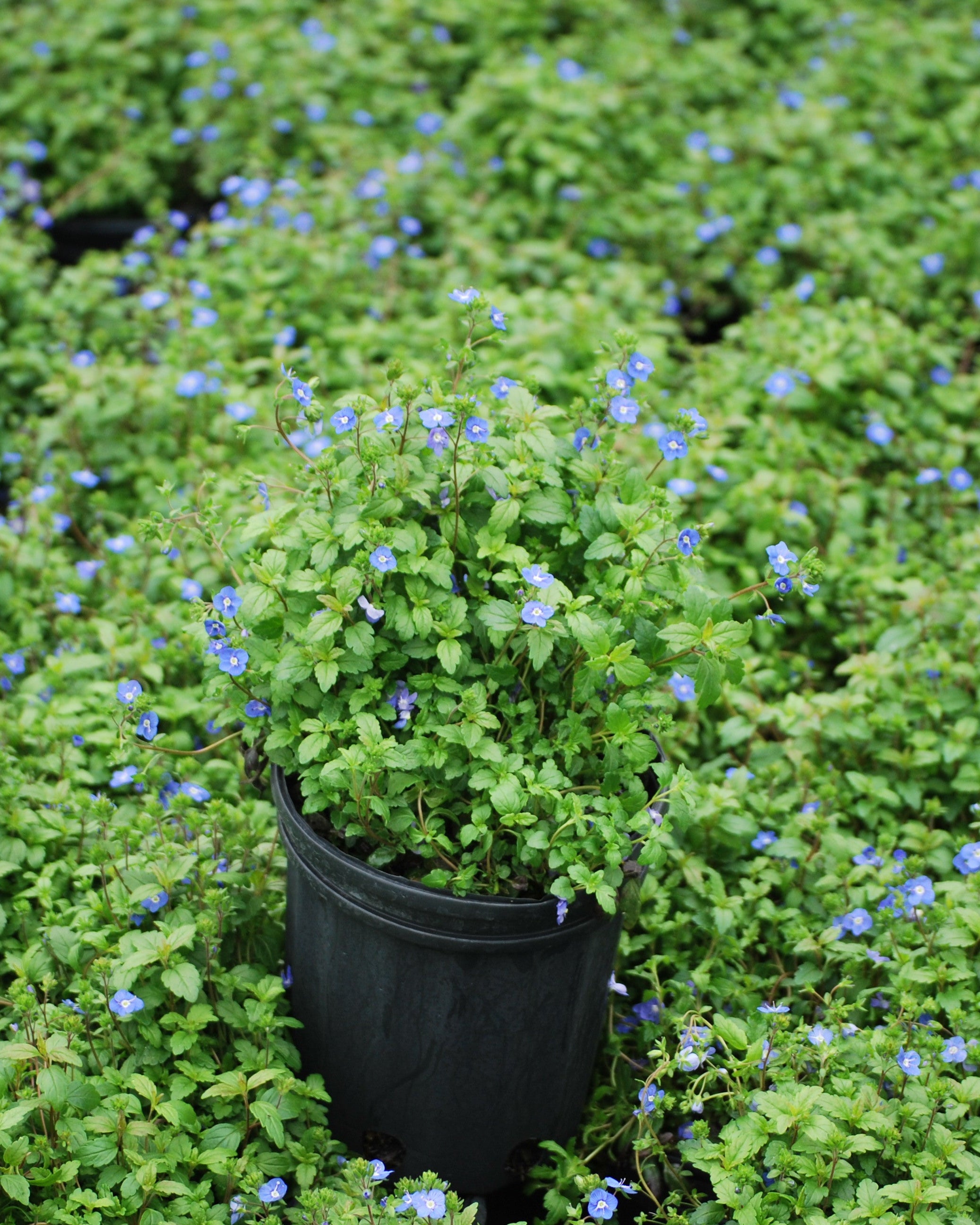 Veronica umbrosa 'Georgia Blue' (Speedwell) – Perennial Farm