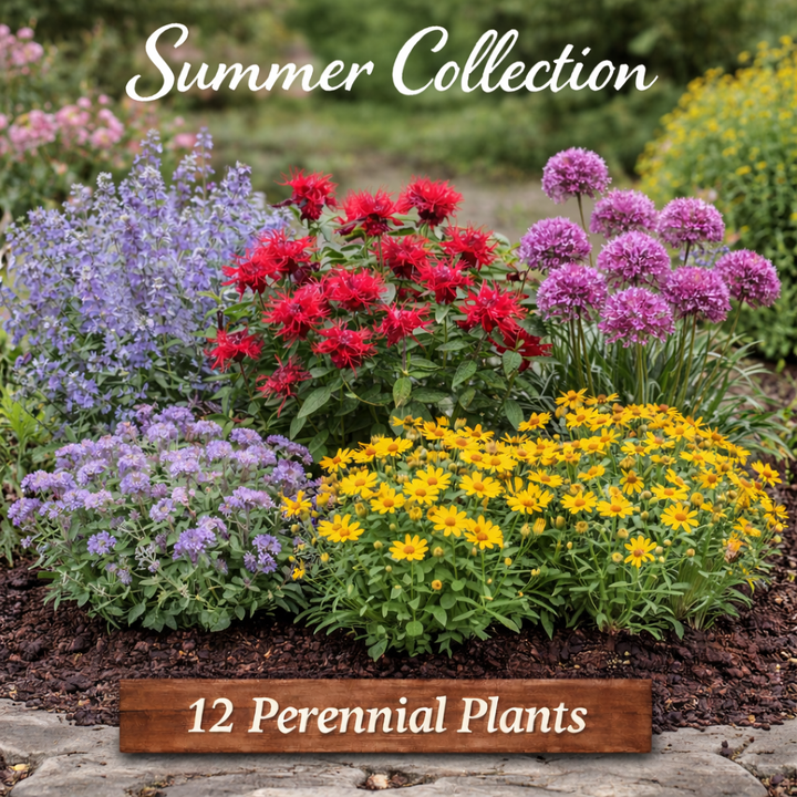 Summer Bloom Power Collection | 12 Pack Perennials