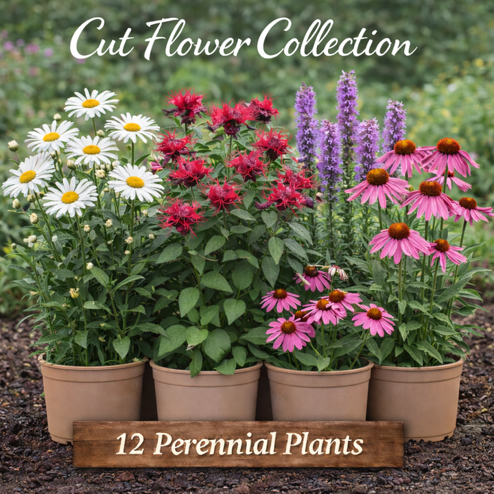 Cut Flower Garden Collection – 12 Perennial Plants