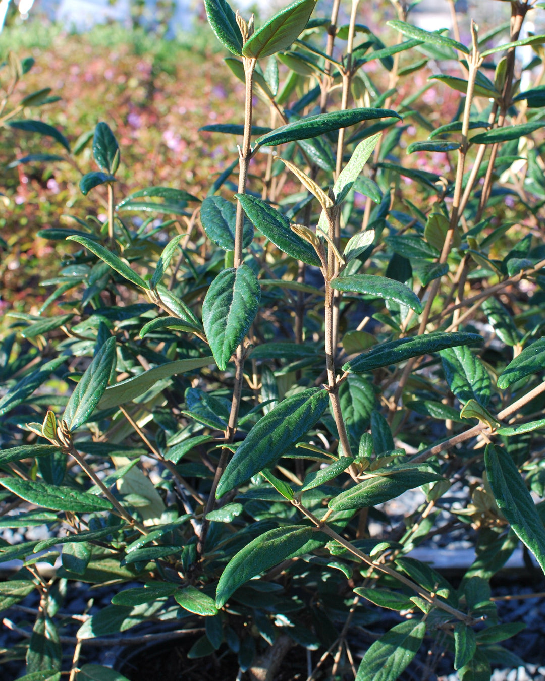 Viburnum x pragense (Prague Viburnum)