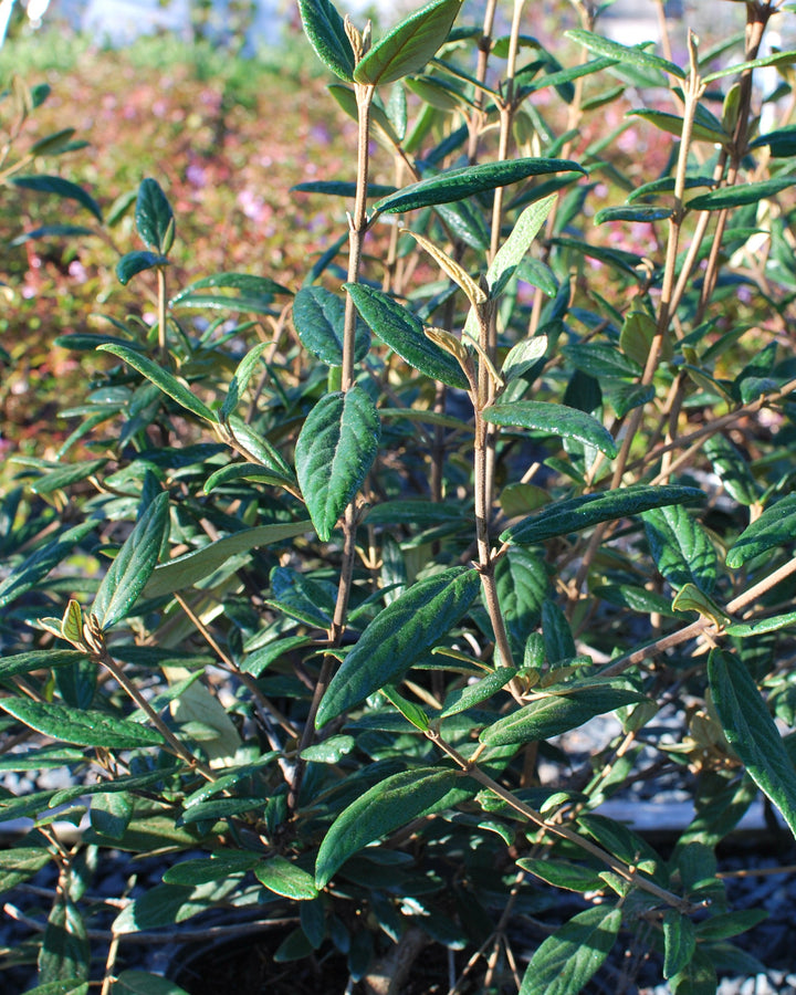 Viburnum x pragense (Prague Viburnum)