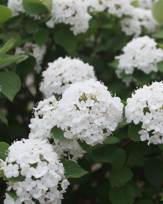 Viburnum carlesii Spice Island™ (Korean Spice Viburnum)