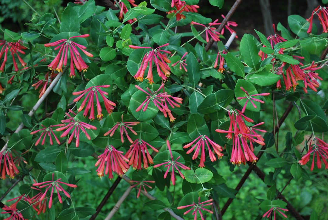 Lonicera s. 'Major Wheeler' (Coral Honeysuckle)