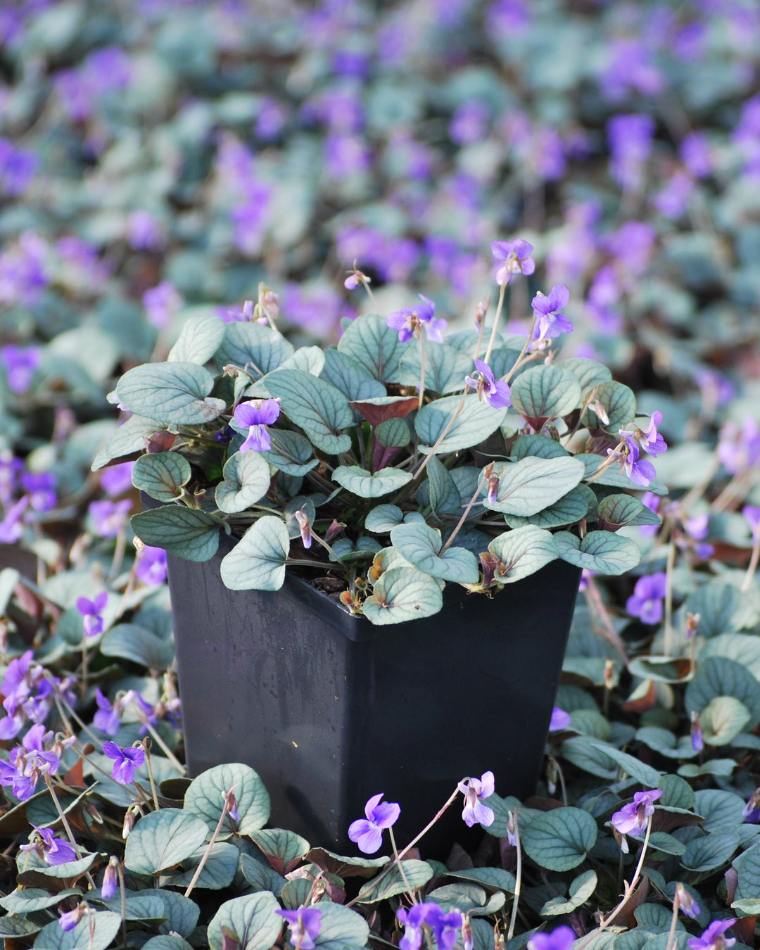 Viola walteri 'Silver Gem' (Prostrate Blue Violet)